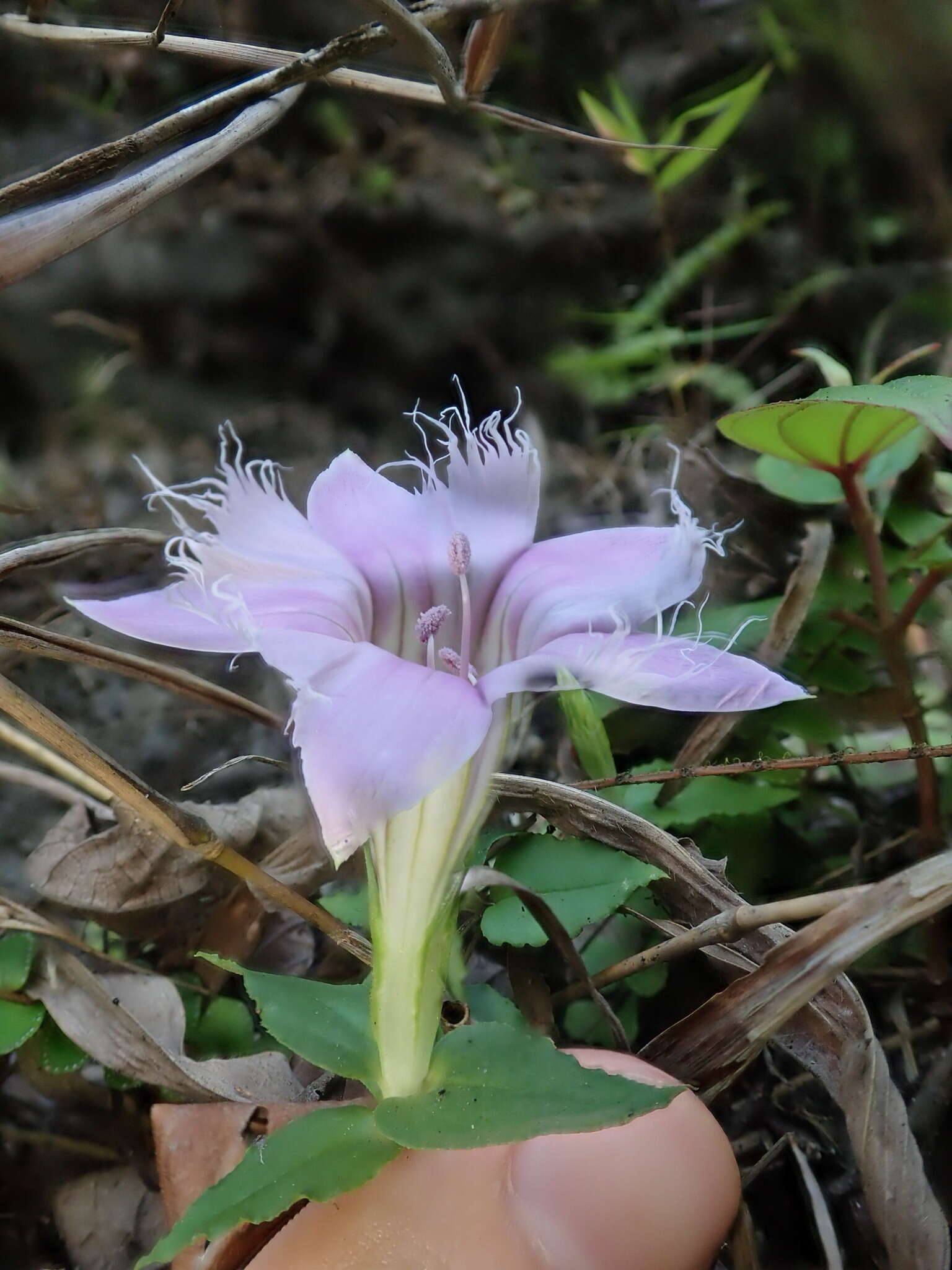 Image of Gentiana rhodantha Franch. ex Hemsl.