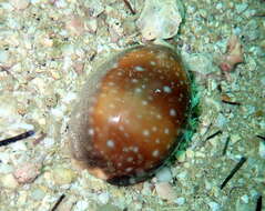 Image of Calf Cowrie