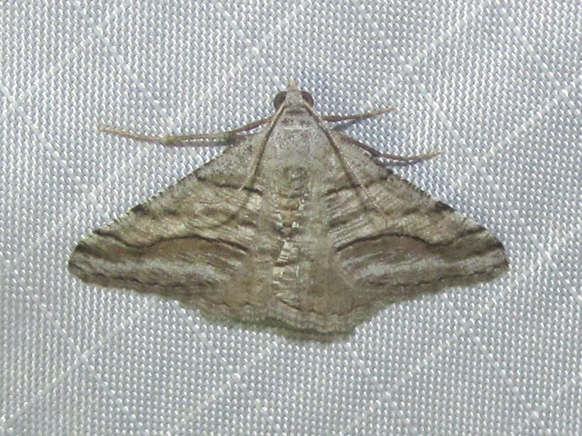 Image of <i>Digrammia pallorata</i> Ferguson (2008)