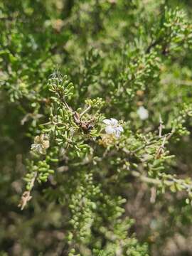 Image of tropical desert-thorn