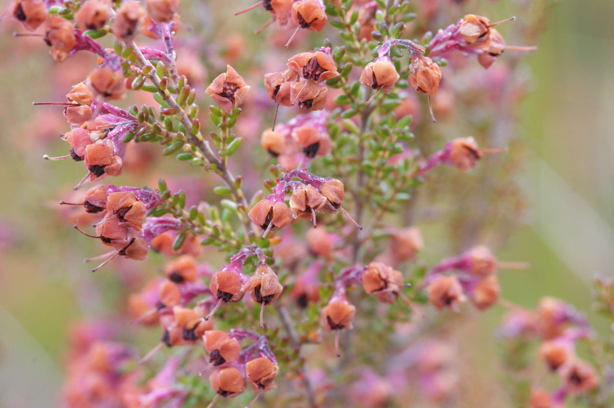 Image of Erica melanthera L.