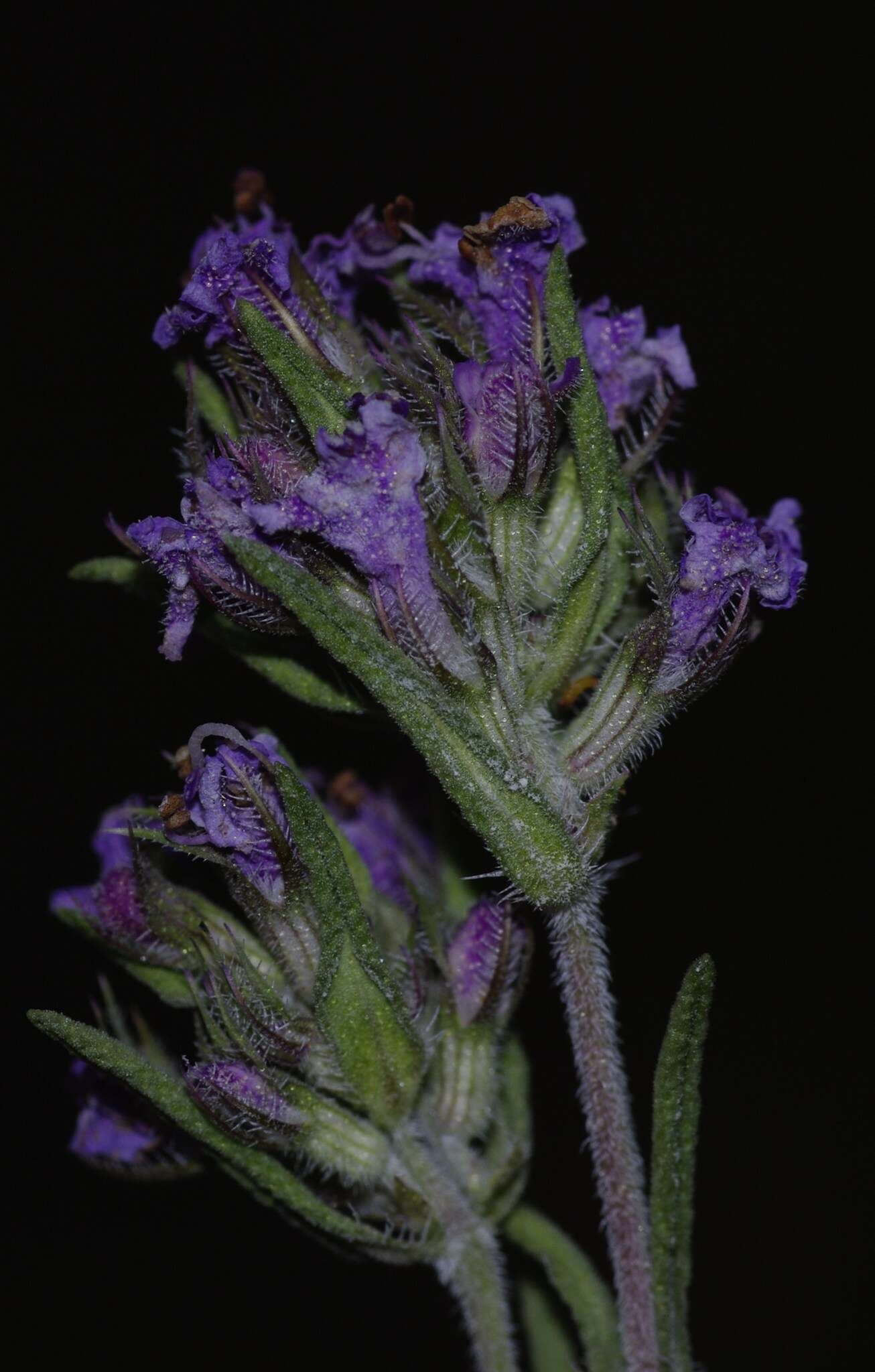 Image of Thymus algeriensis Boiss. & Reut.