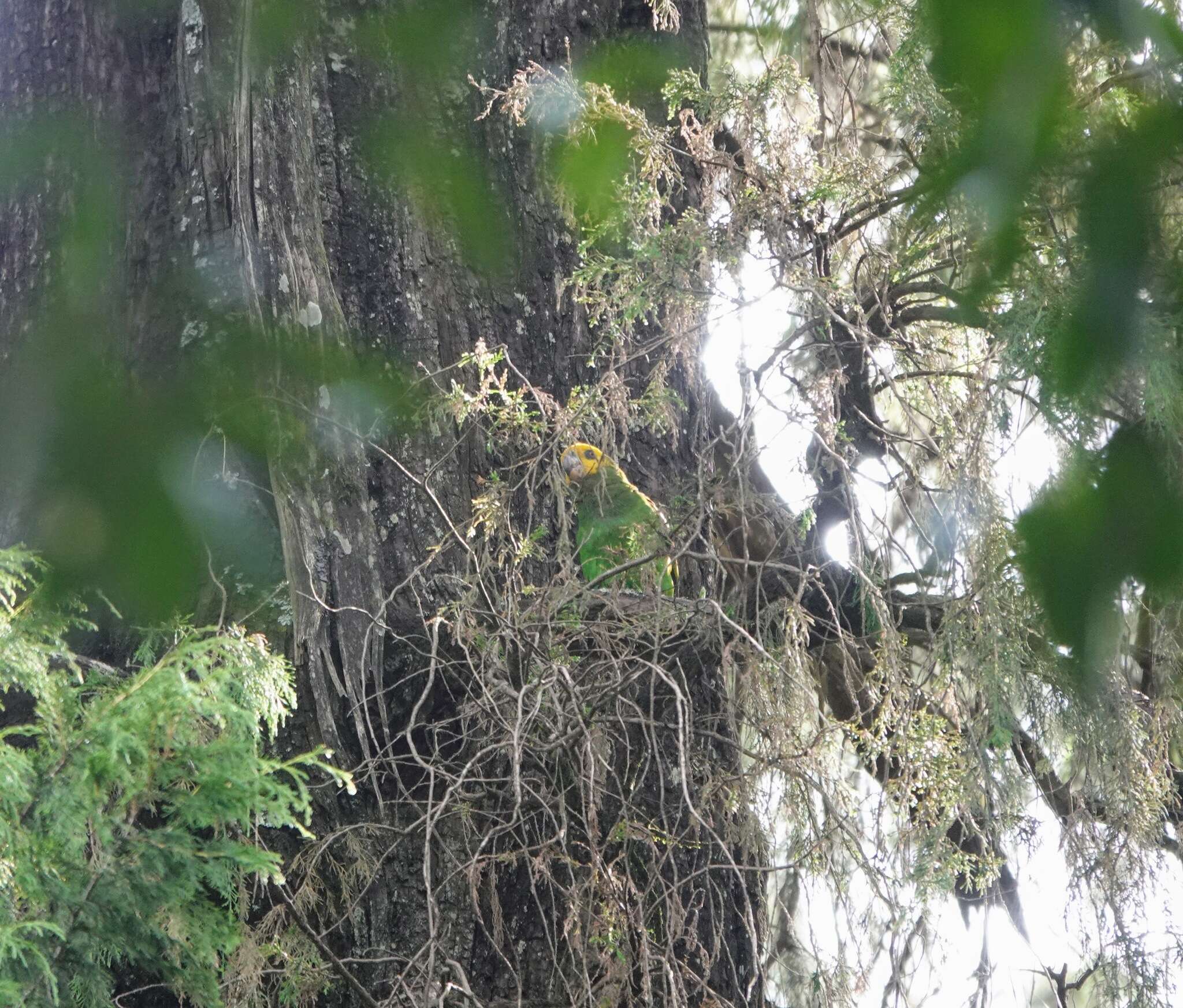 Image of Yellow-fronted Parrot