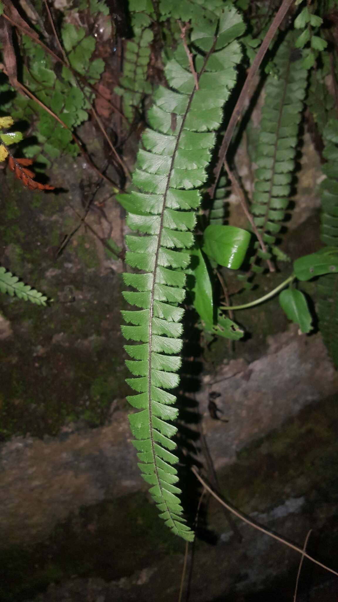 Adiantum ciliatum Bl.的圖片