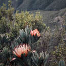 Image de Protea nubigena J. P. Rourke