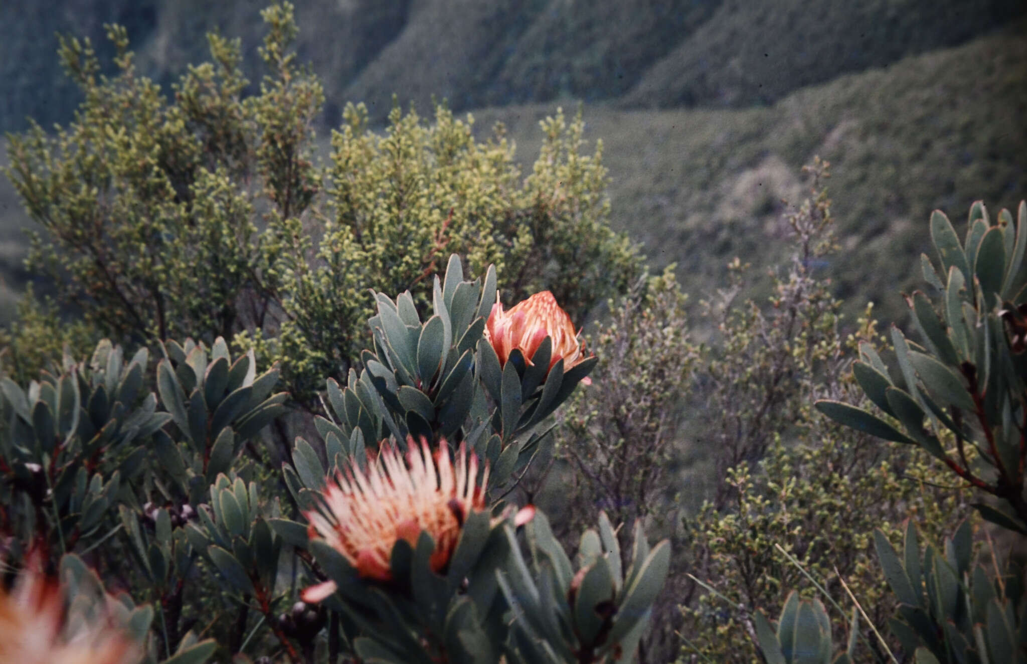 Image de Protea nubigena J. P. Rourke