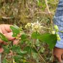 Imagem de Passiflora ekmanii Killip & Urb.