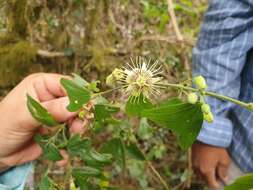 Imagem de Passiflora ekmanii Killip & Urb.