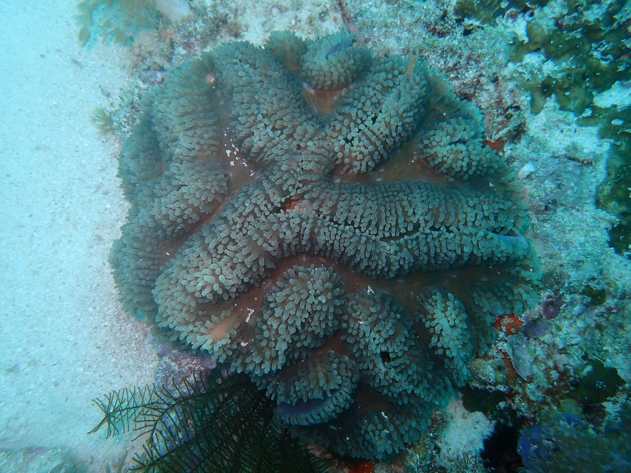 Image of lobed cactus coral