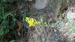 Imagem de Genista tinctoria L.