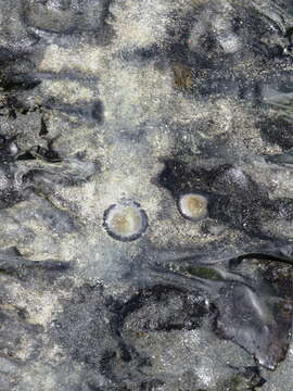 Image of Marine bryozoan