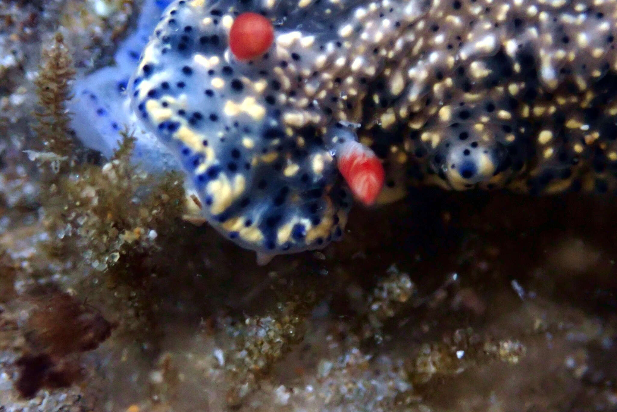 Image of Hypselodoris saintvincentius Burn 1962