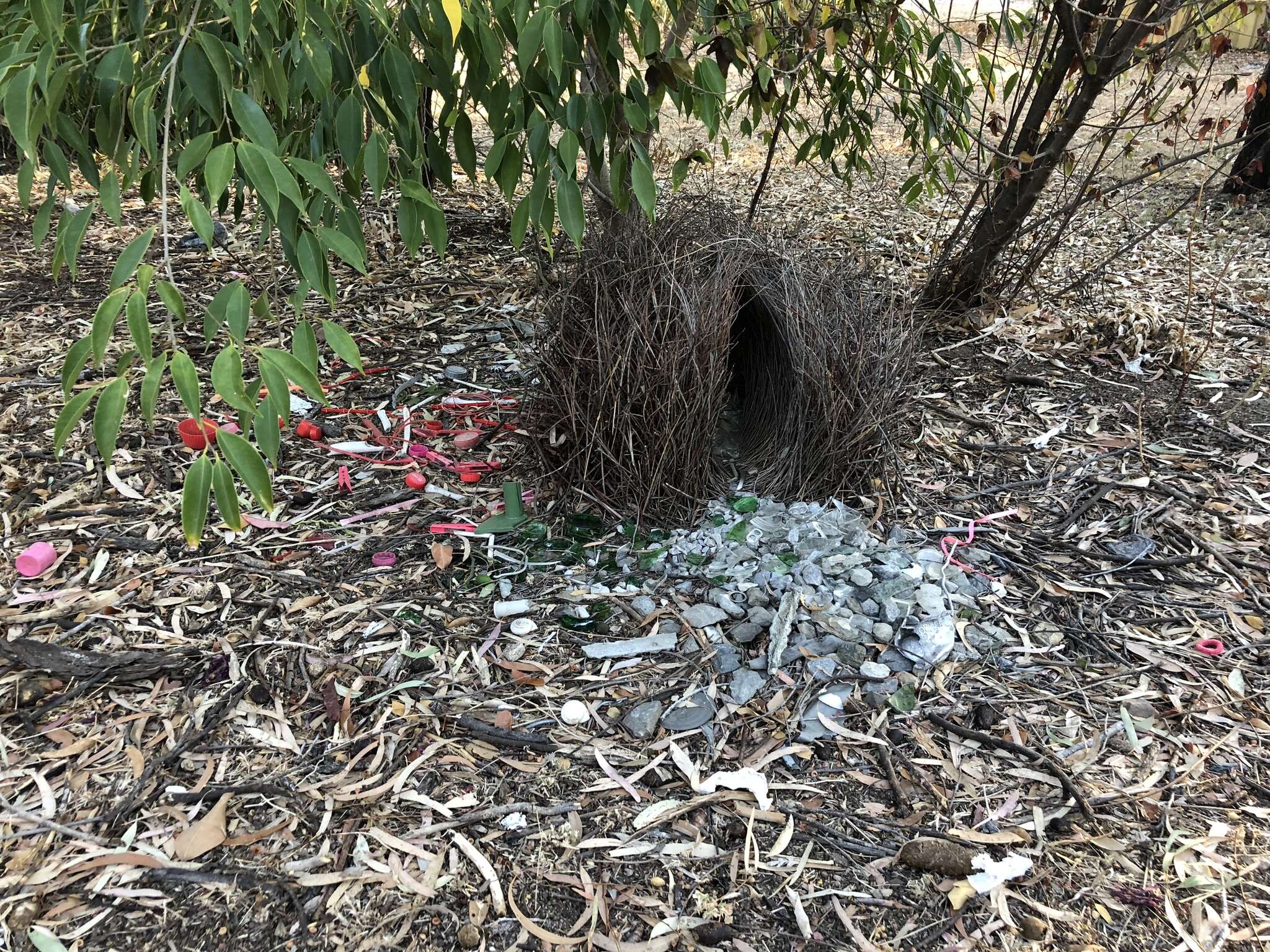 Image of Great Bowerbird