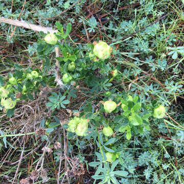 Image of Coyote Brush Bud Gall Midge