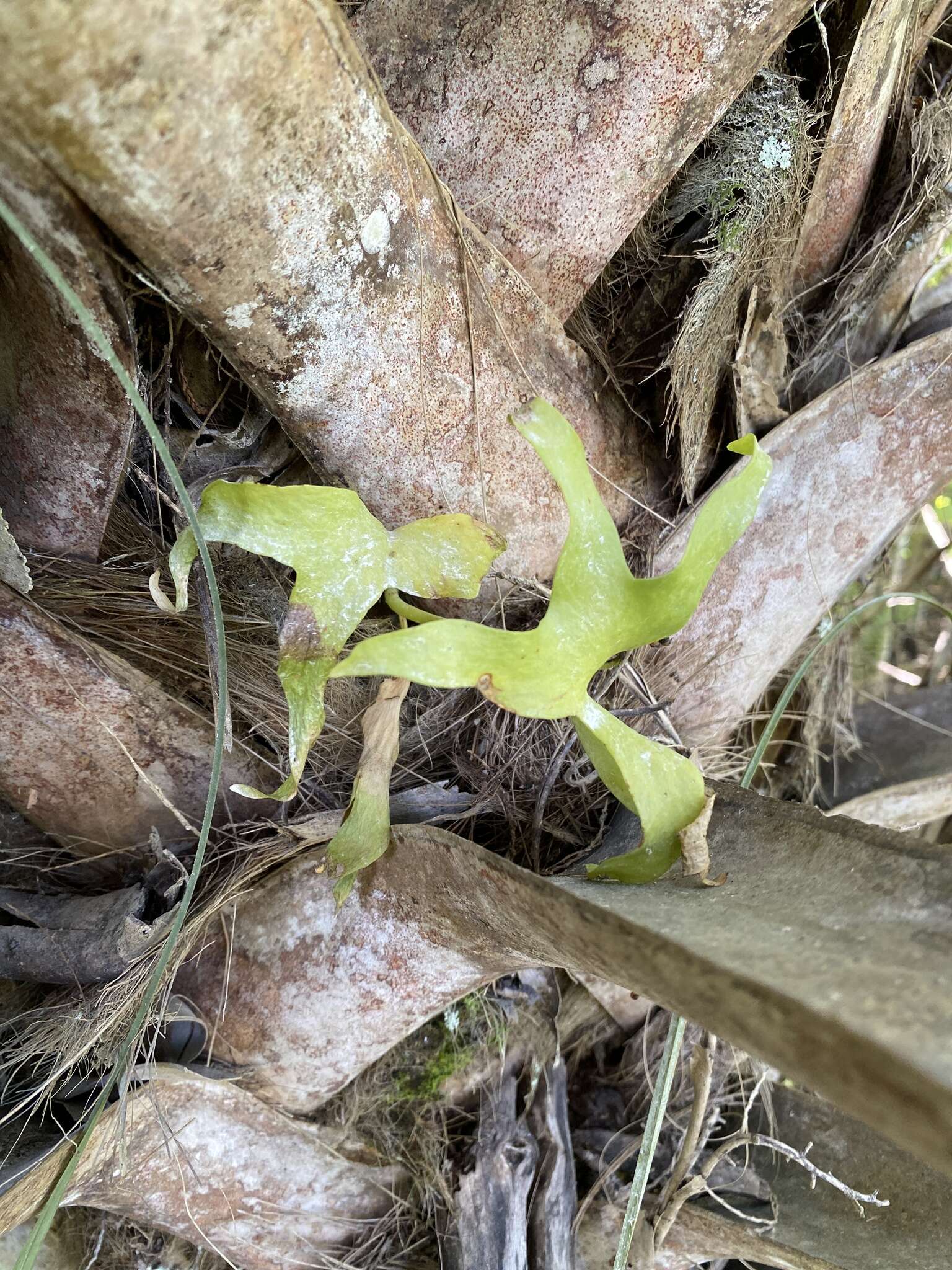 Image of cheiroglossa fern