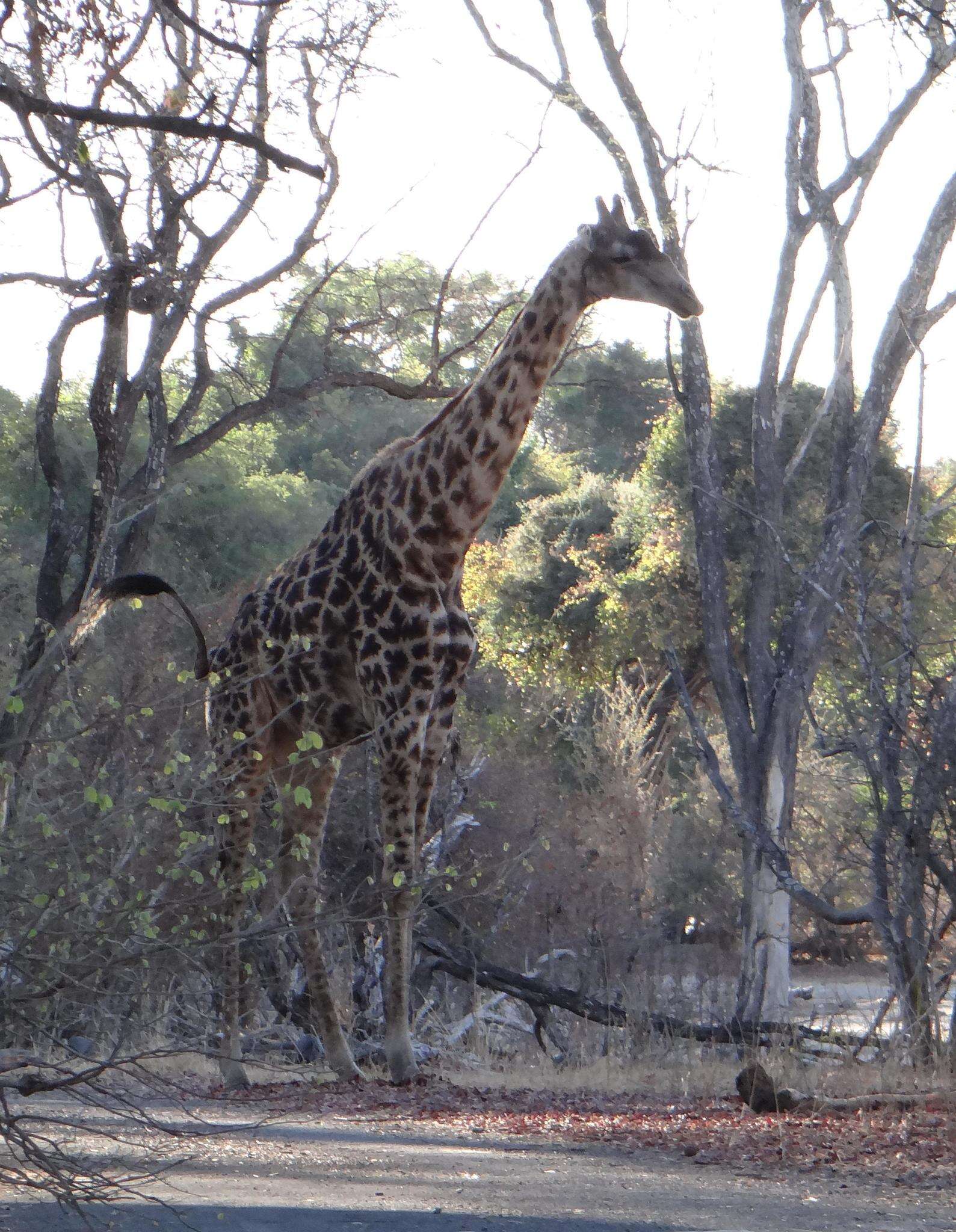 Image of Giraffe