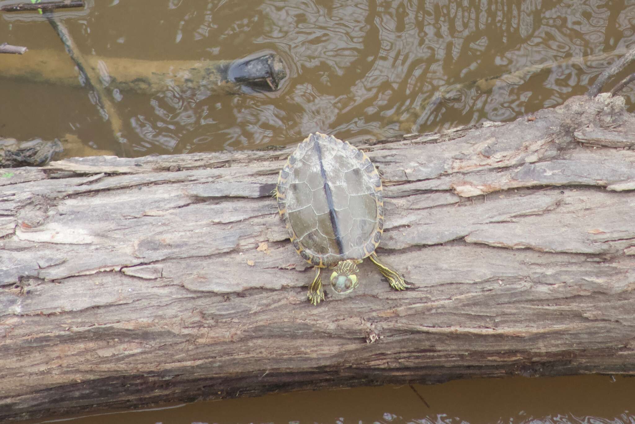 Image of Pascagoula Map Turtle