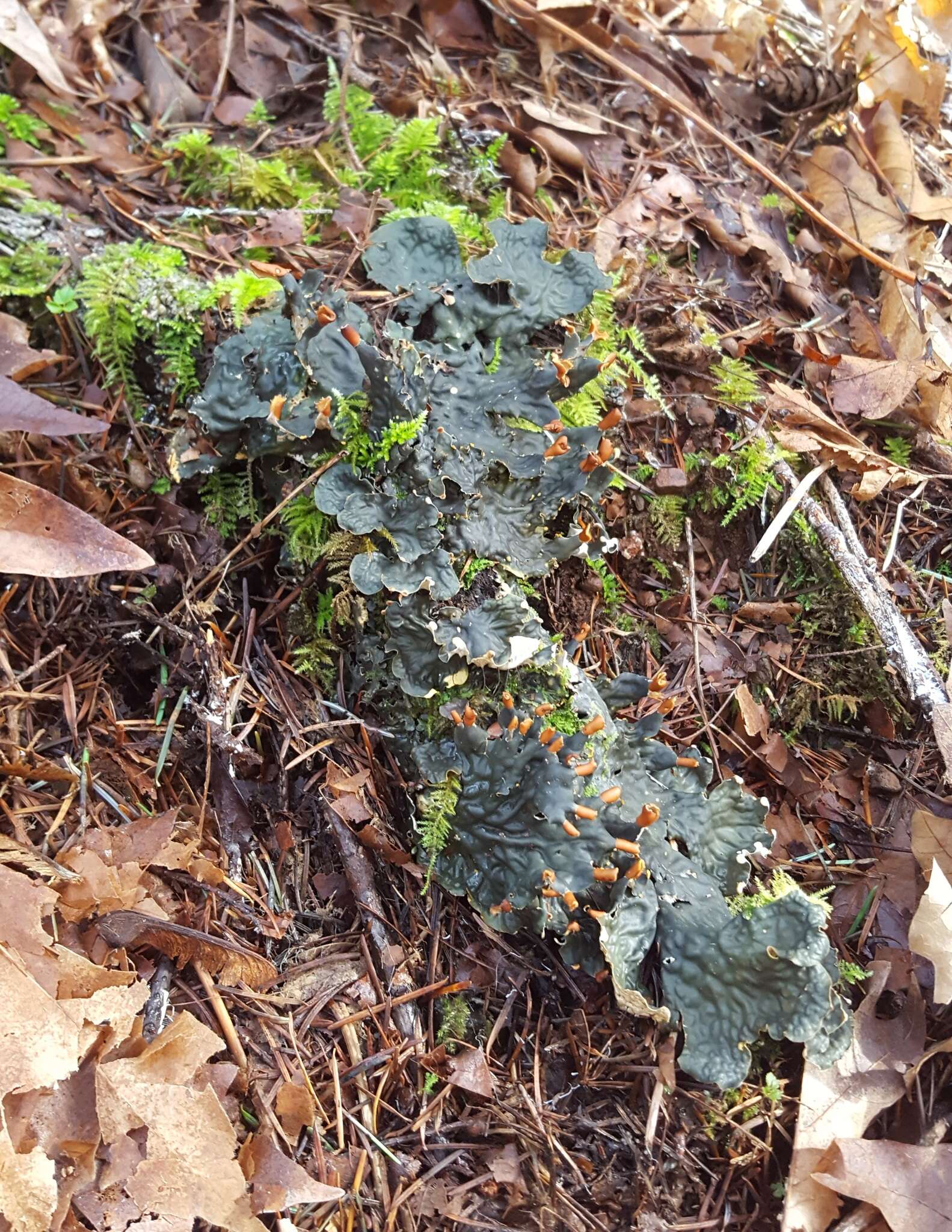 Image of felt lichen