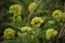 Image of hairyjoint meadowparsnip