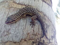 Image of Honduras Leaf-toed Gecko