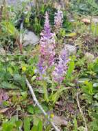 Image of Lachenalia orchioides subsp. parviflora (W. F. Barker) G. D. Duncan