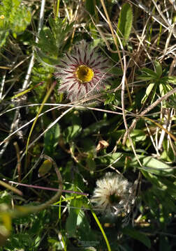 Image de Erigeron eriocephalus J. Vahl