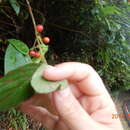 Imagem de Viburnum luzonicum Rolfe