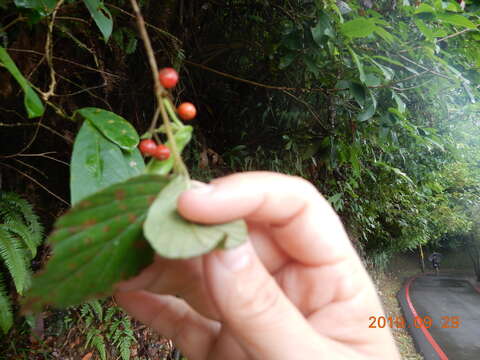 Image de Viburnum luzonicum Rolfe