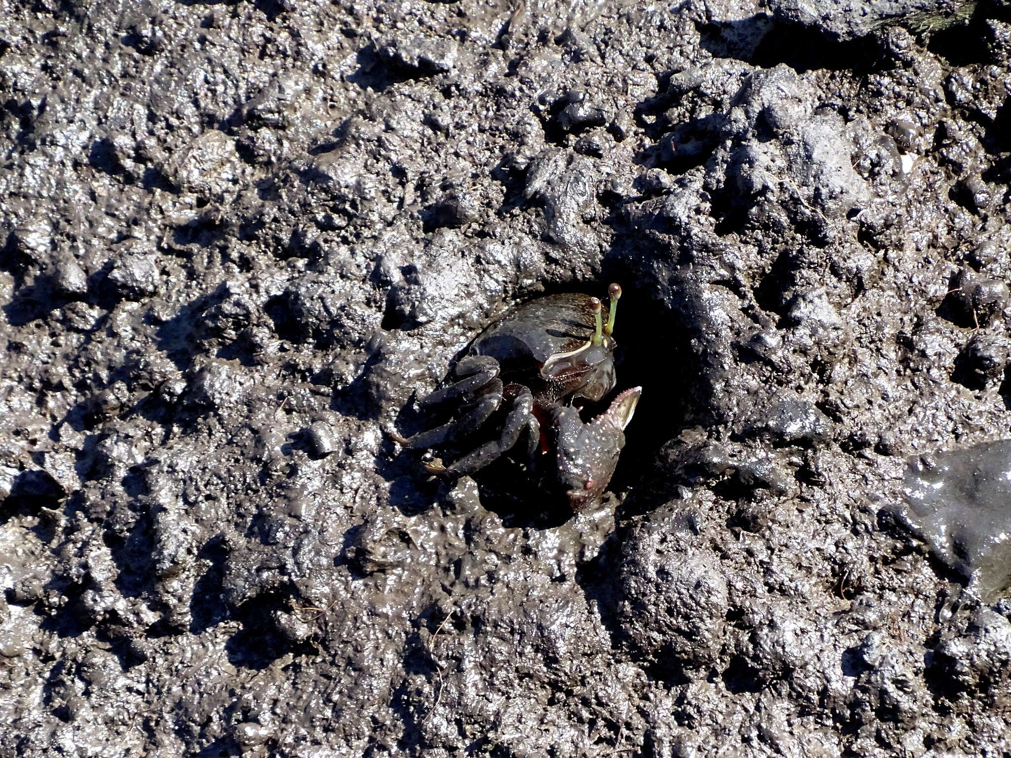 Image of American red fiddler