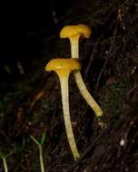 Imagem de Hygrocybe chromolimonea (G. Stev.) T. W. May & A. E. Wood 1995