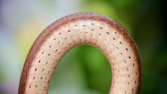 Image of Florida brown snake