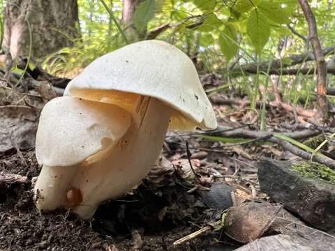 Image of Entoloma luridum Hesler 1967