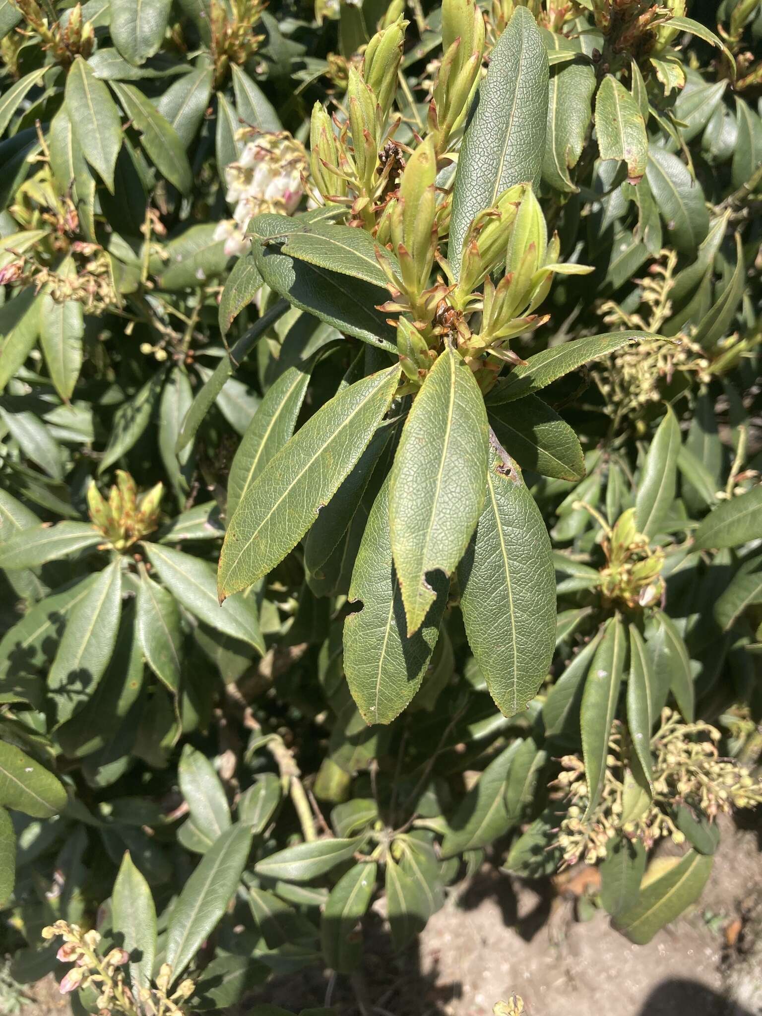 Image of Pieris formosa (Wall.) D. Don