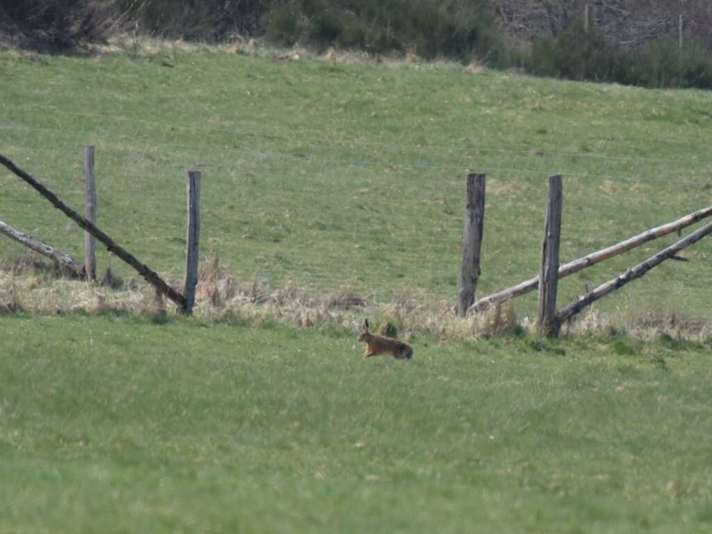 Image of brown hare, european hare