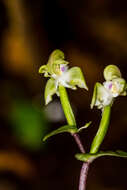 Image of Disperis lindleyana Rchb. fil.