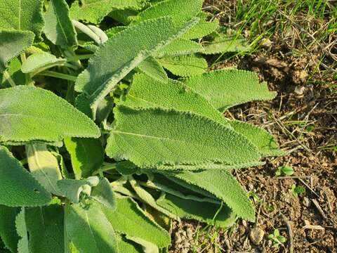 Image of Stachys viticina Boiss.