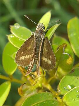 Image of Grey-veined Grass Dart