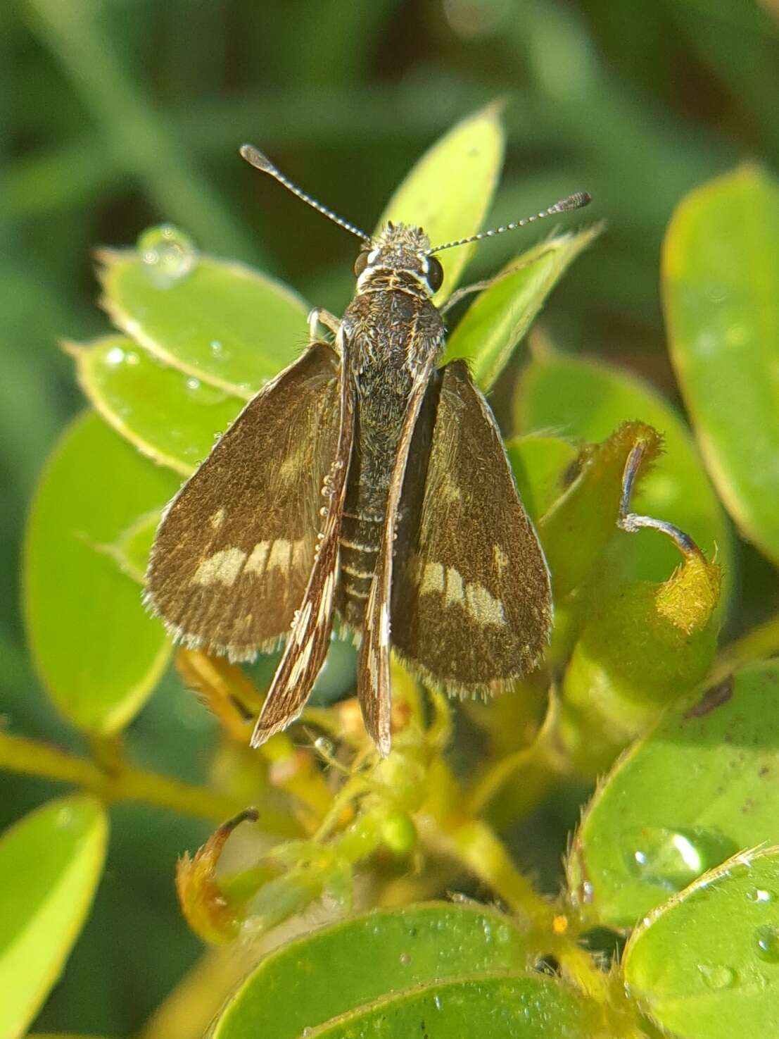 Plancia ëd Taractrocera maevius Fabricius 1793