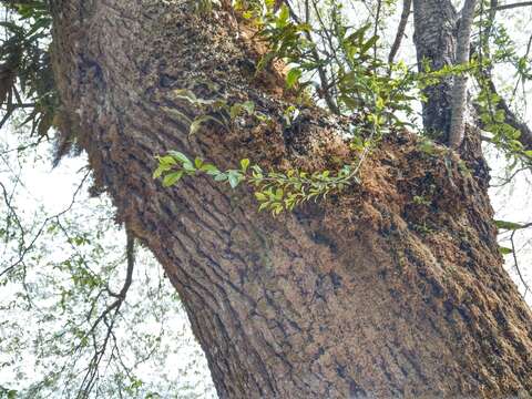 صورة Prunus spachiana (Lavallee ex H. Otto) Kitamura