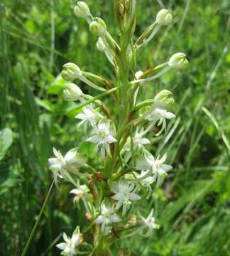 Image de Habenaria falcicornis (Lindl.) Bolus