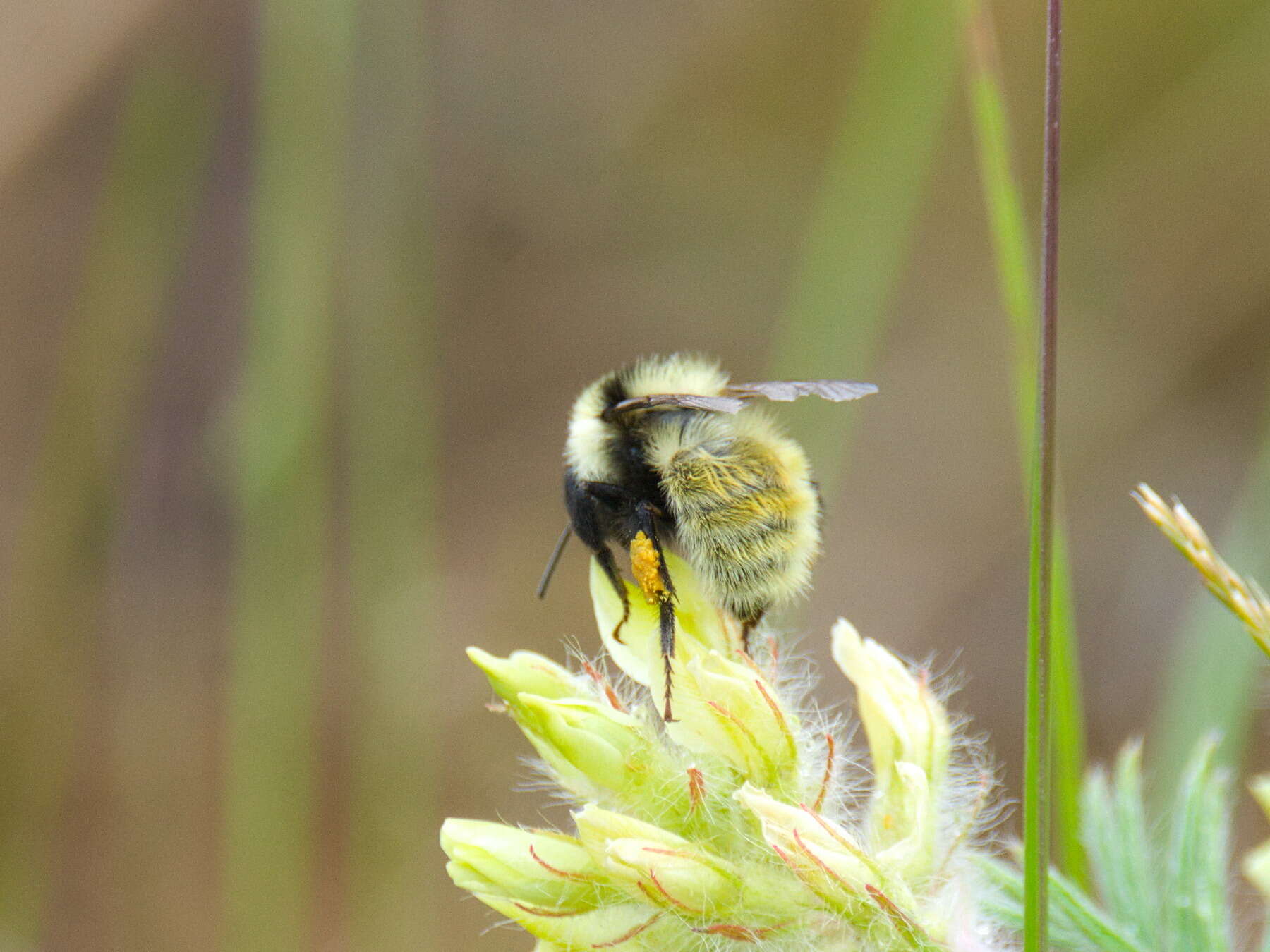 Image of Armenian Bumble Bee