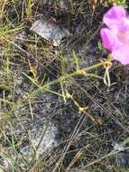 Image of coastal plain false foxglove