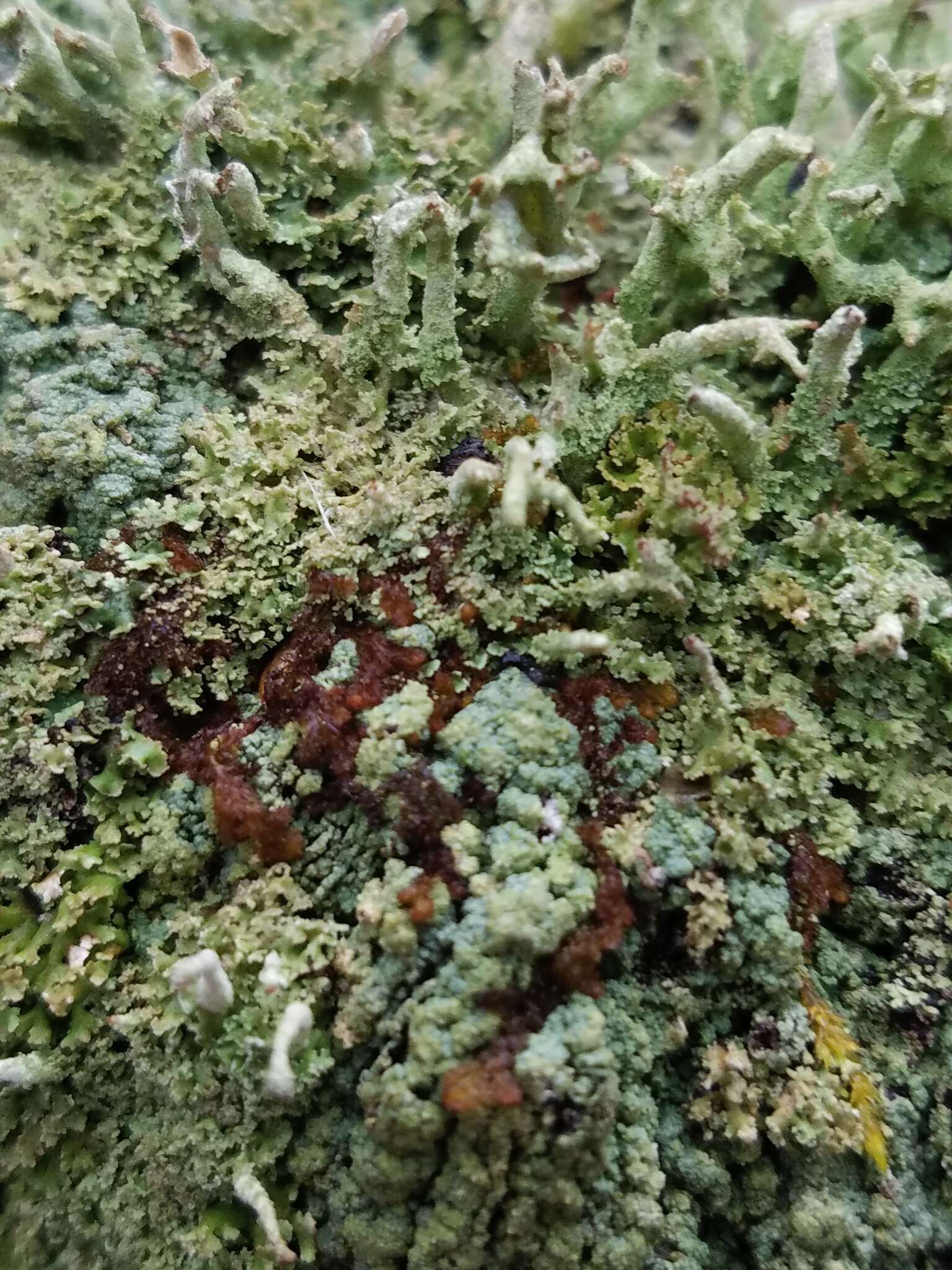 Image of cup lichen