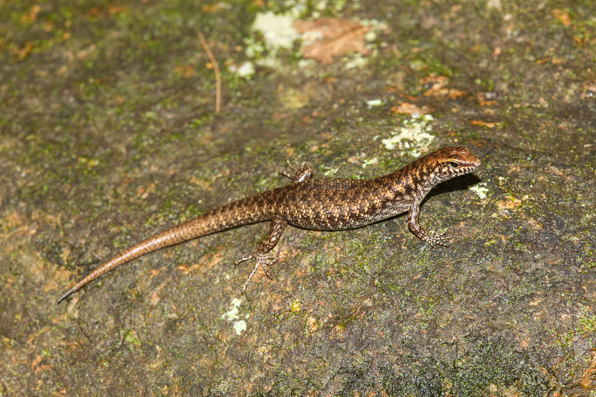 Image of Northern Barsided Skink