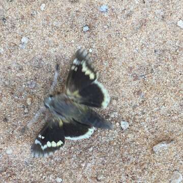 Image of Yucca Giant-skipper