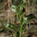 Image of Brown-lip leafy greenhood