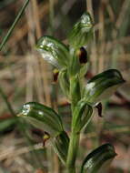 Image of Brown-lip leafy greenhood