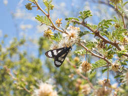 Imagem de Gnophaela aequinoctialis Walker 1854