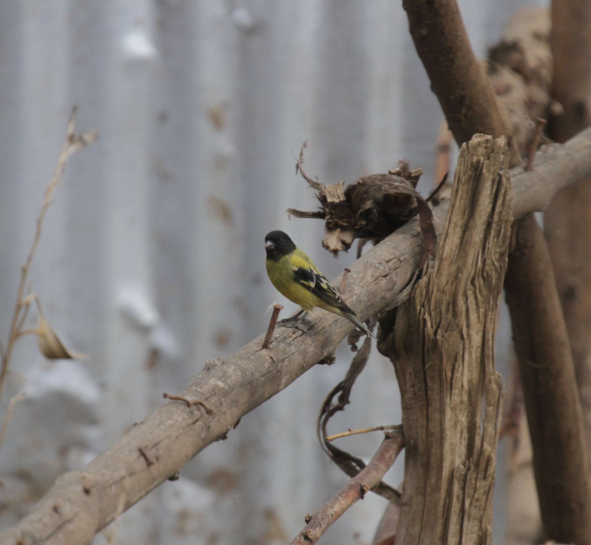 Image of Abyssinian Siskin