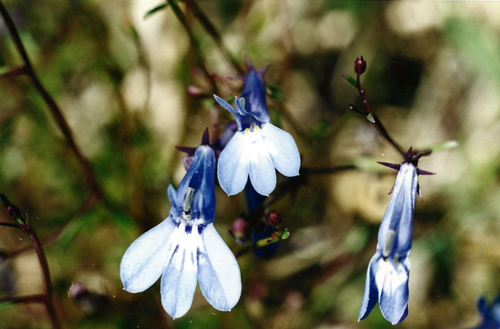 Imagem de Lobelia kirkii R. E. Fr.